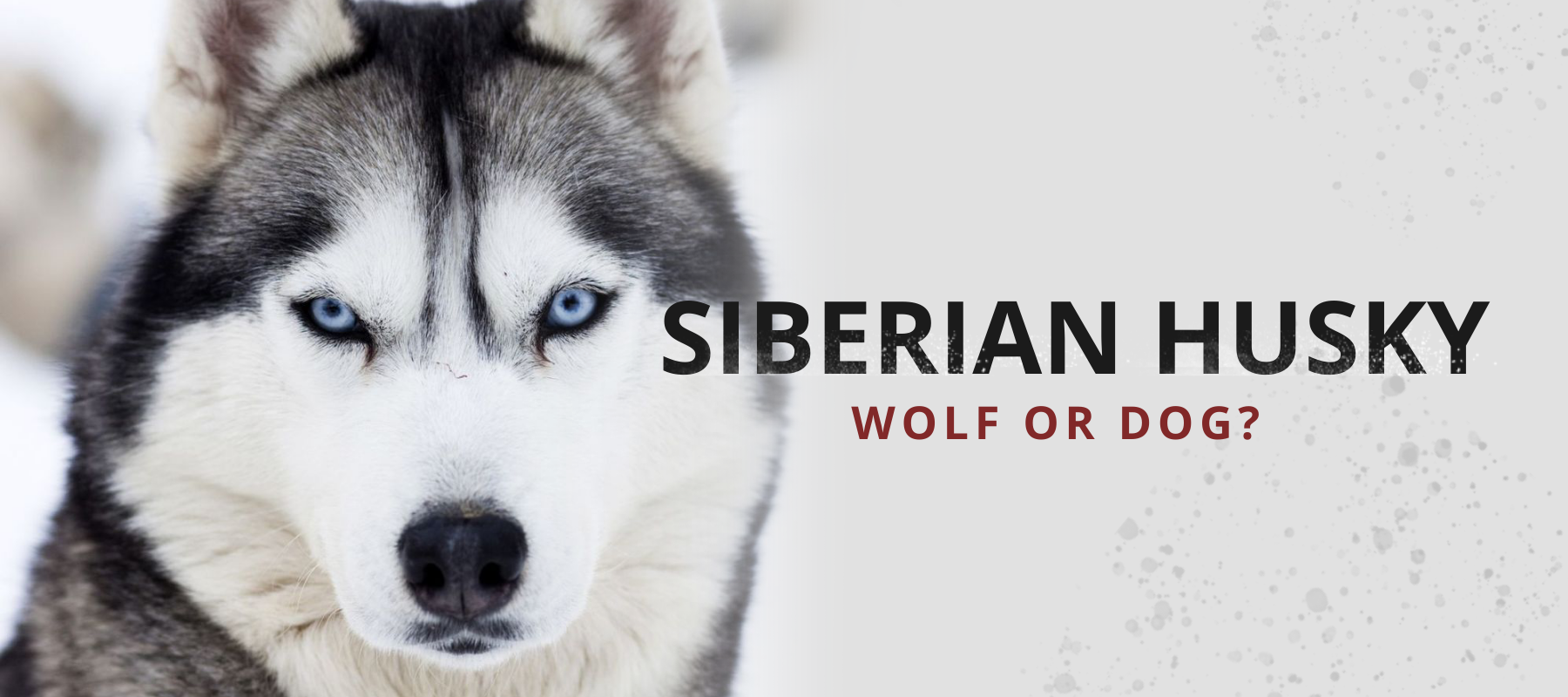 are huskies part wolf
