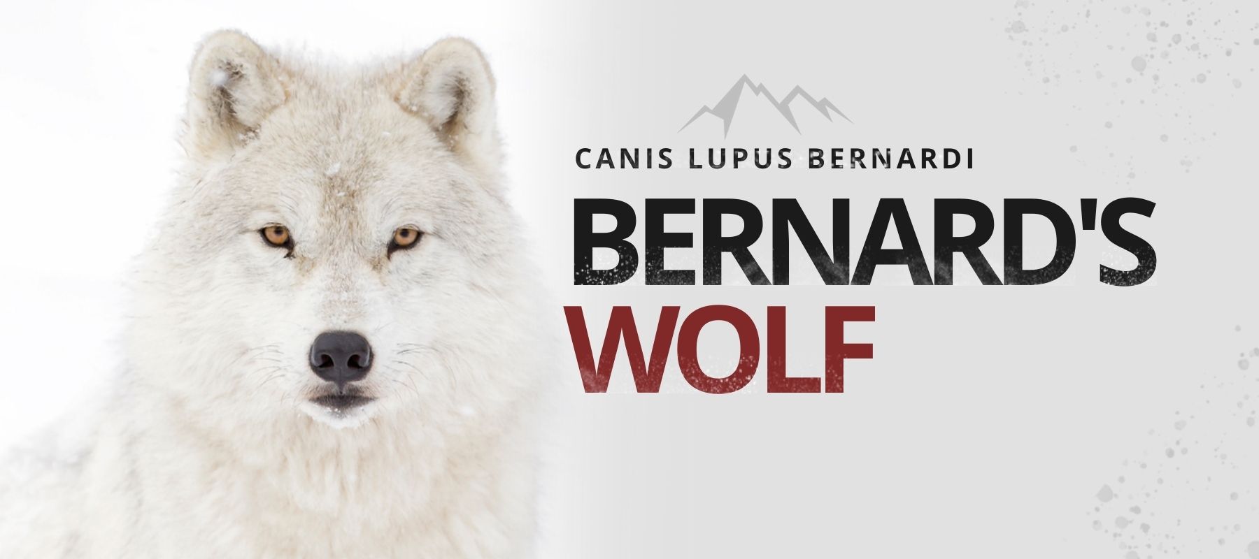 canis lupus bernardi