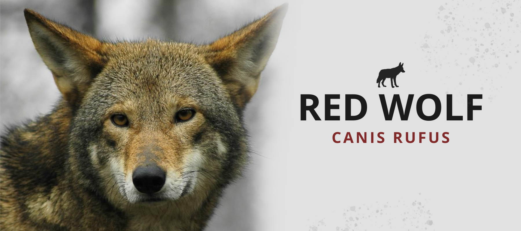 canis rufus