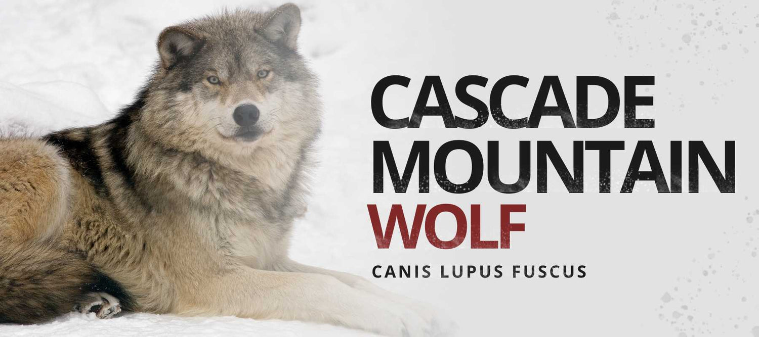 cascade mountain wolf