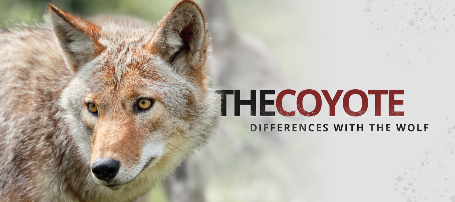 coyote vs wolf