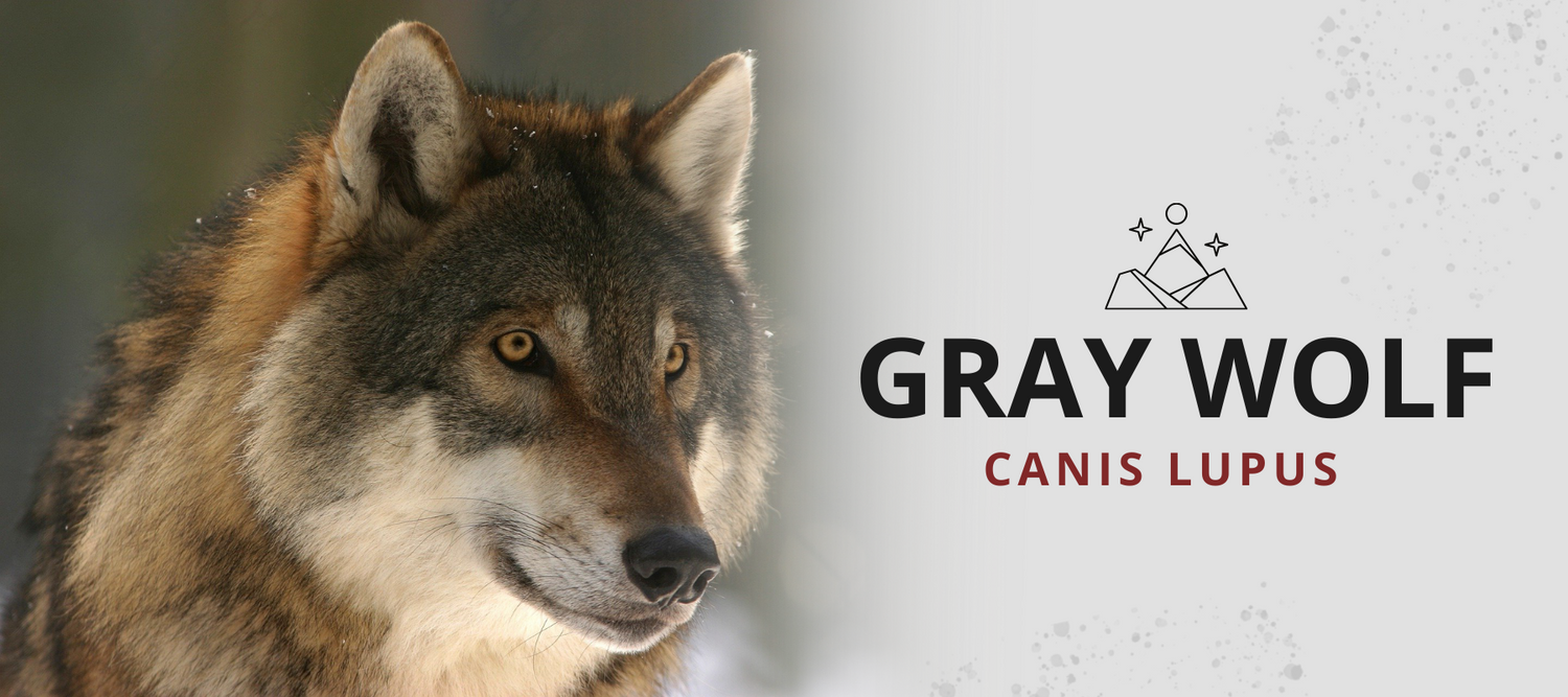 gray wolf species