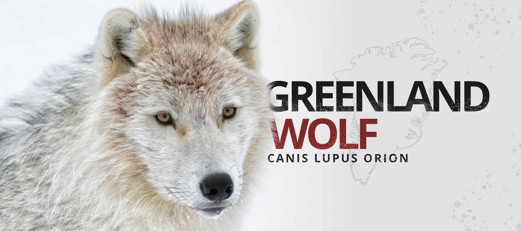 greenland wolf