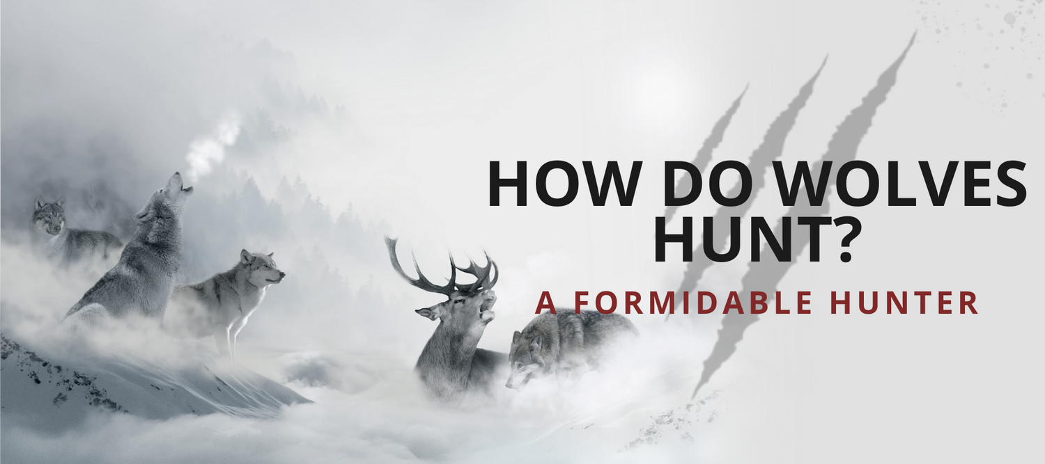 how do wolves hunt