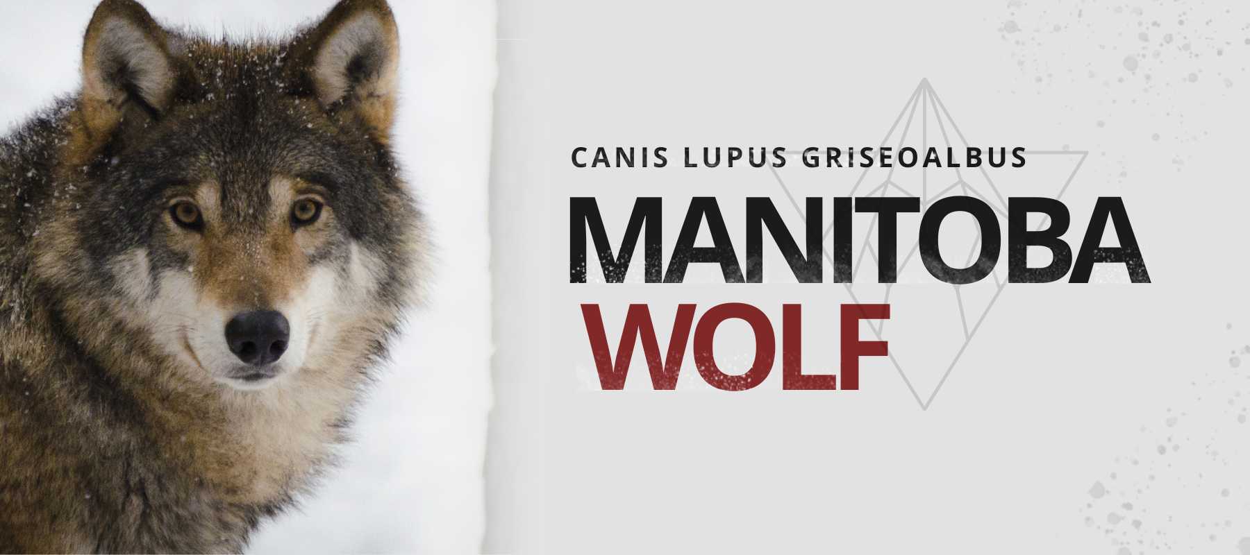 manitoba wolf