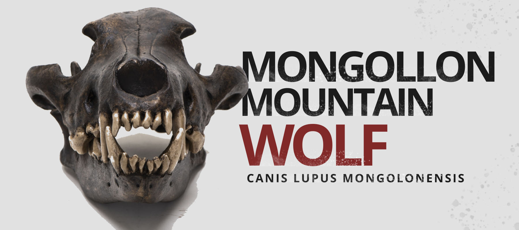 mongollon mountain wolf