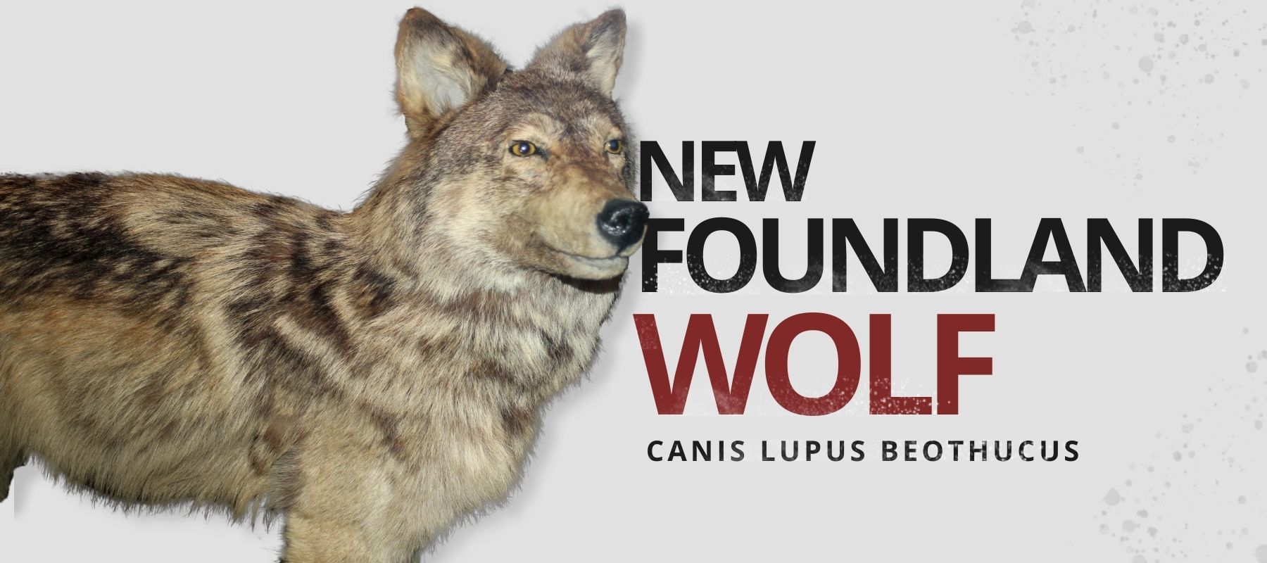 newfoundland wolf