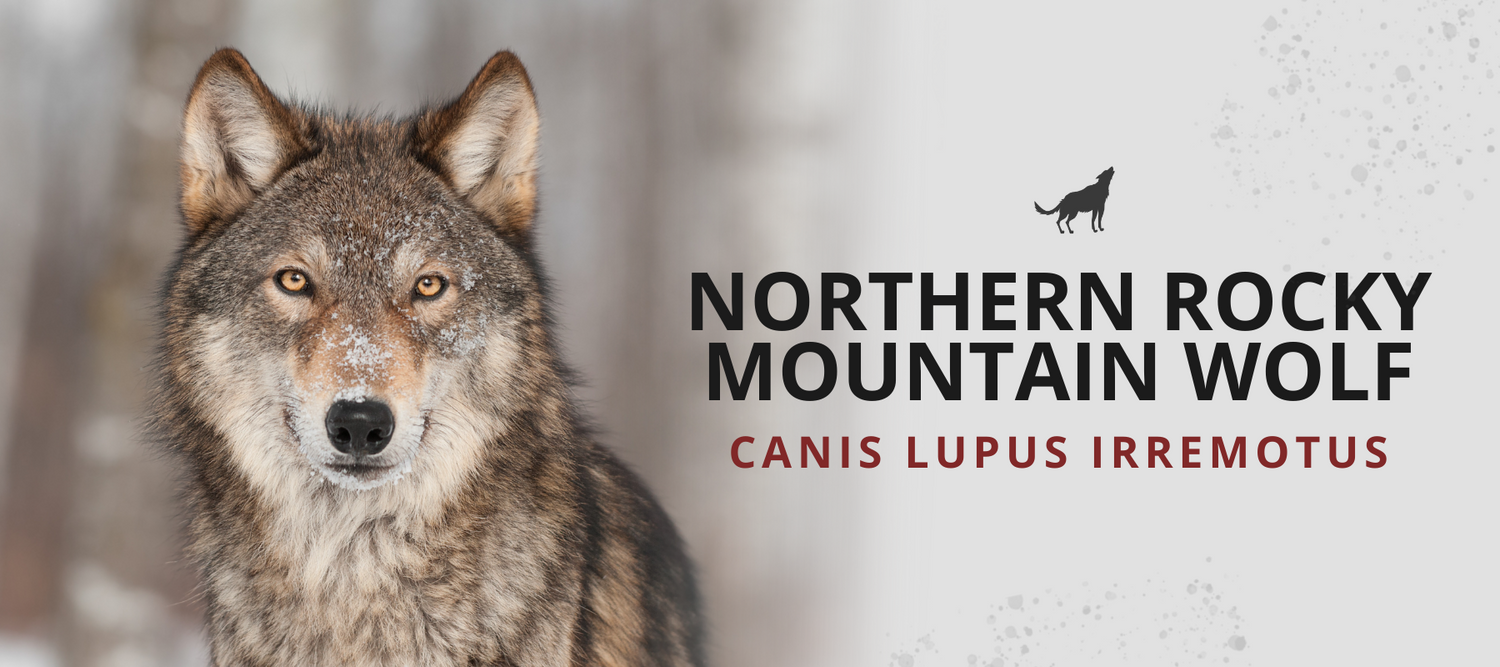 northern rocky mountain wolf