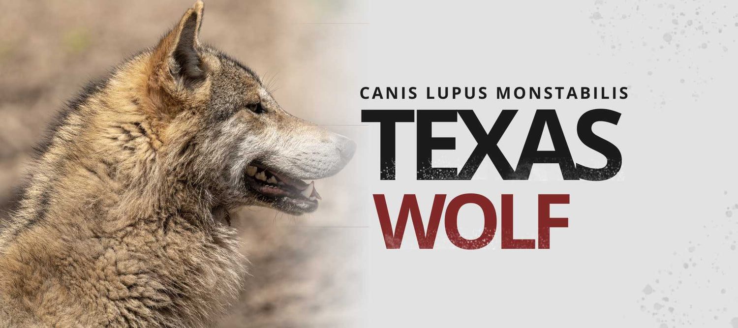 texas wolf