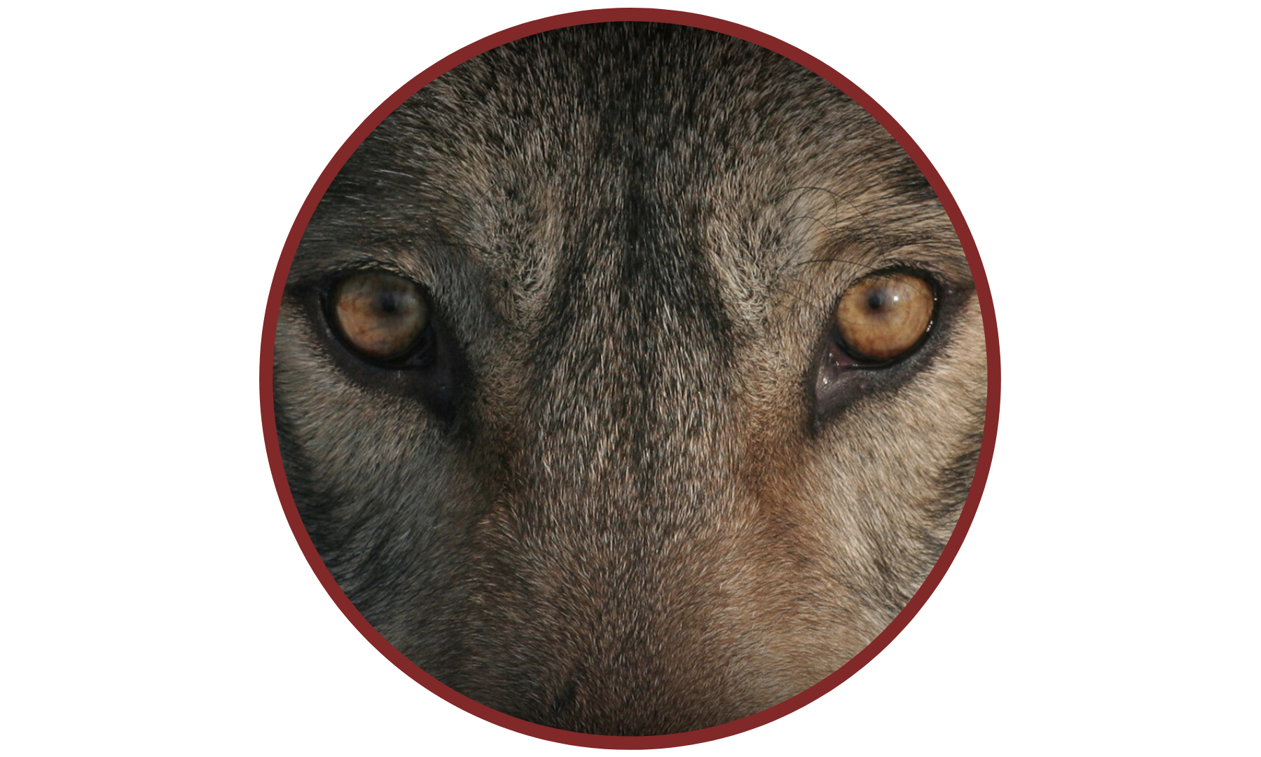 wolf eyes