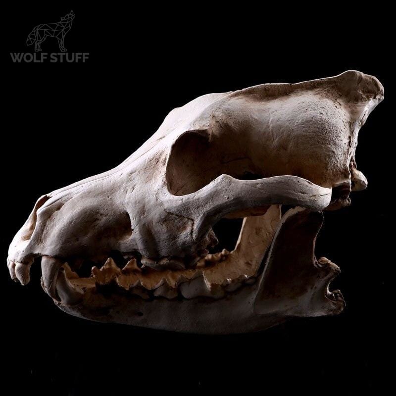 Dire Wolf Statue