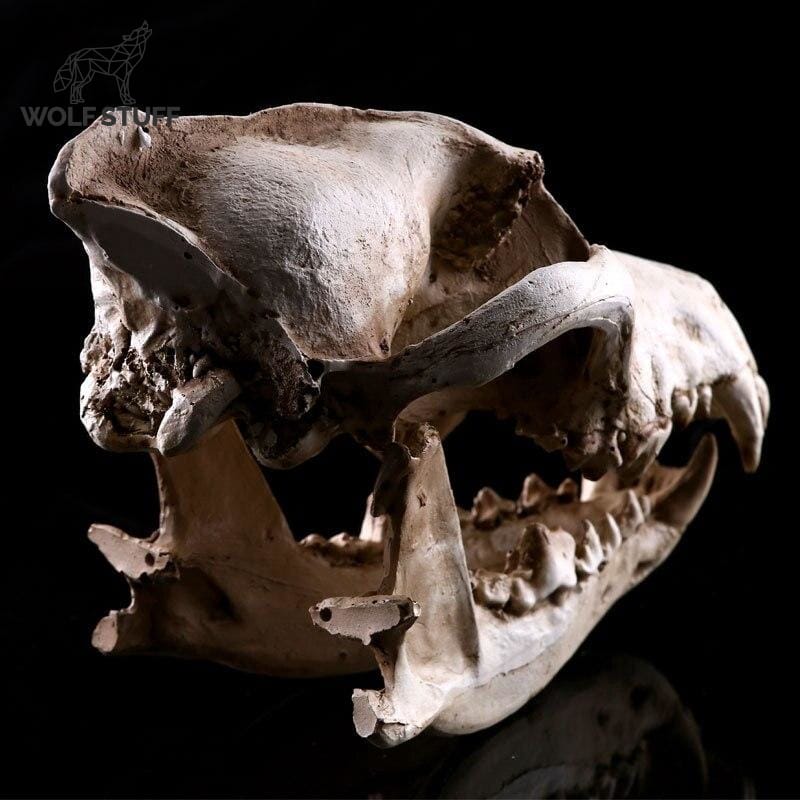 Dire Wolf Statue