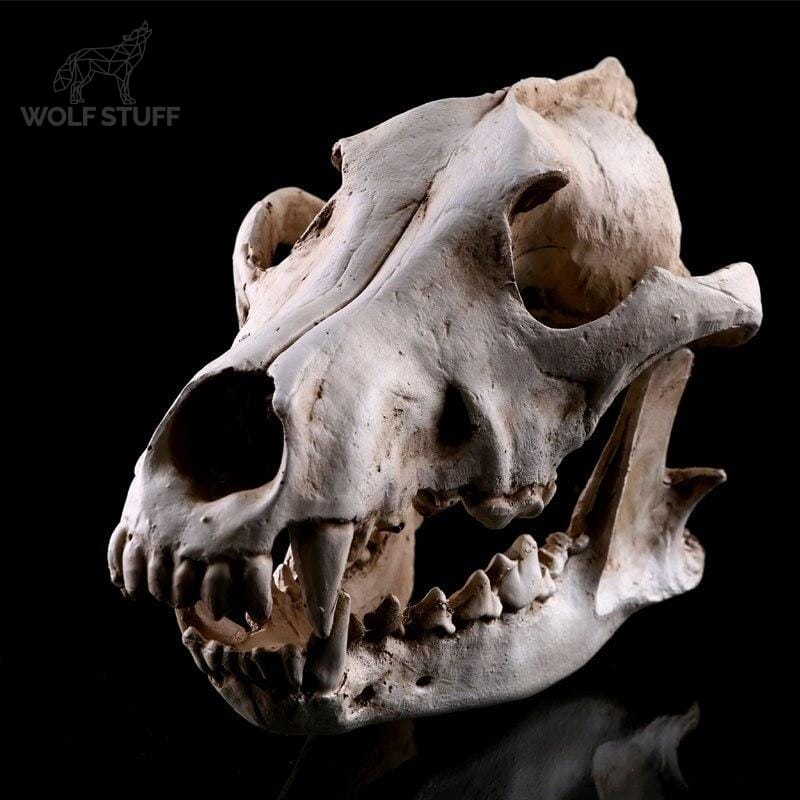 Dire Wolf Statue