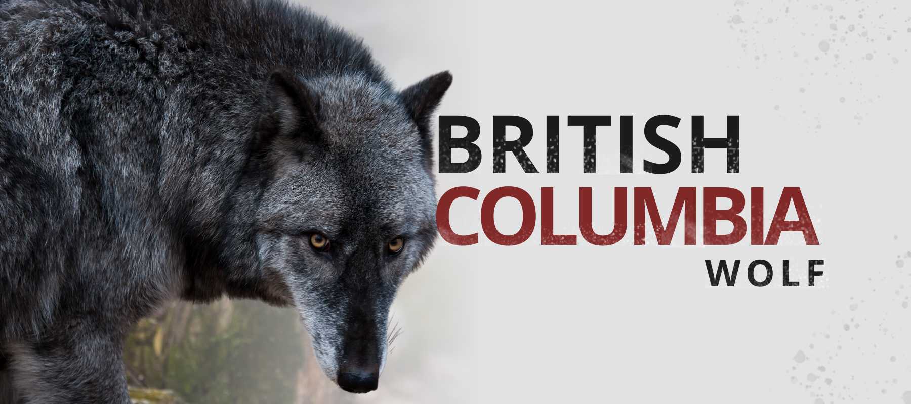 british columbia wolf