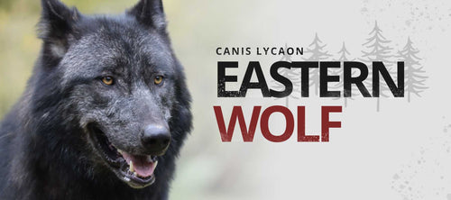 eastern wolf