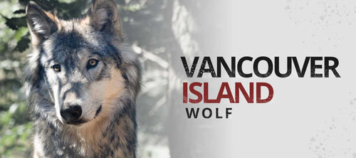 vancouver island wolf