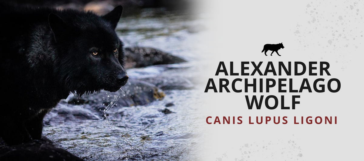 Alexander Archipelago Wolf (Canis Lupus Ligoni) | Wolf Stuff