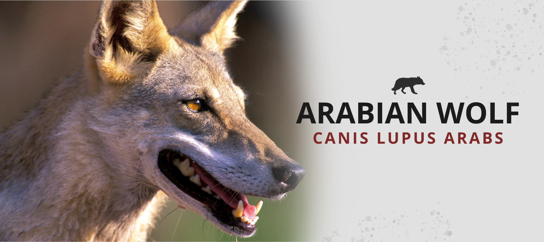 arabian wolf