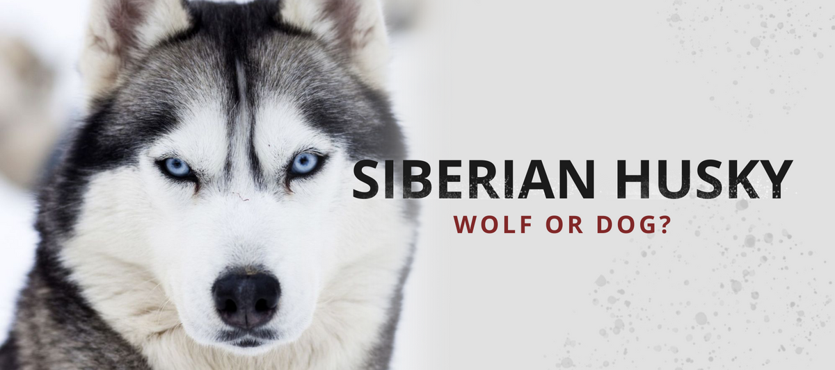 Wolf online breed husky