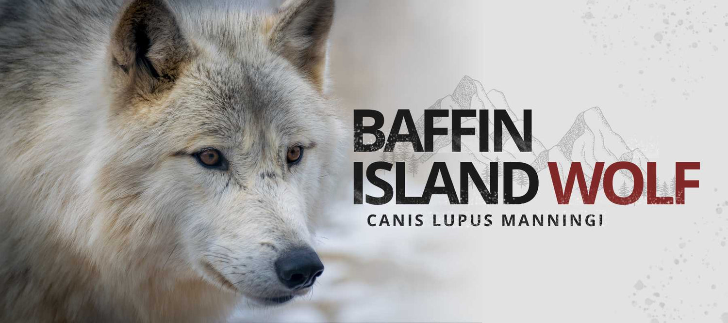 baffin island wolf