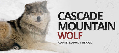CASCADE MOUNTAIN WOLF