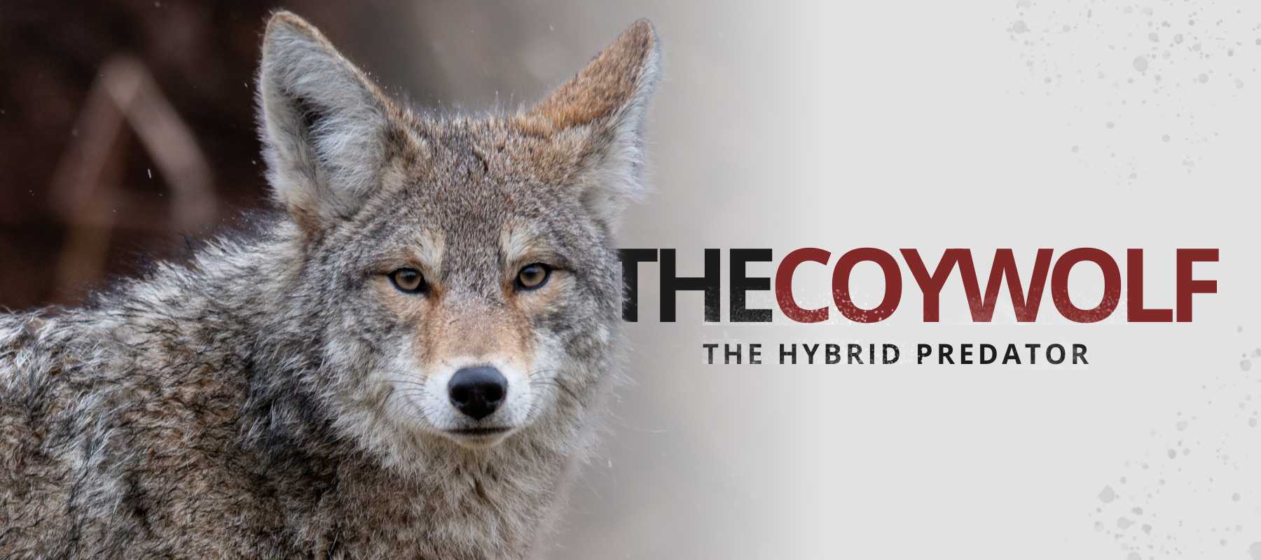 Cy Wolves Coywolf Hybrid