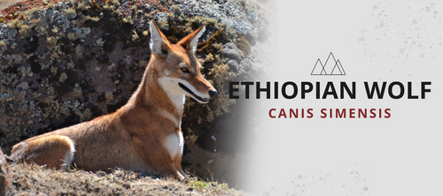 ethiopian wolf