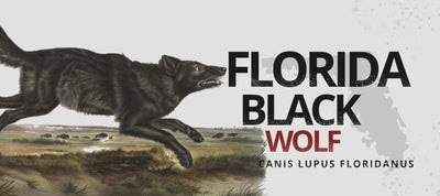 FLORIDA BLACK WOLF