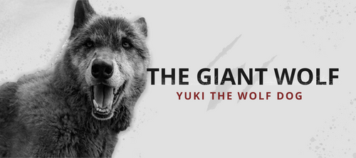 the giant wolf