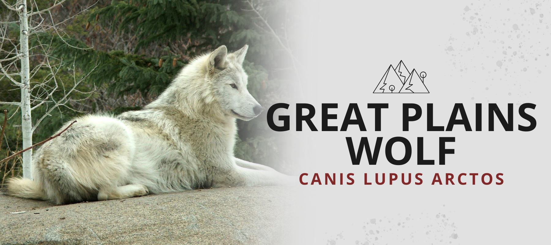 great plains wolf