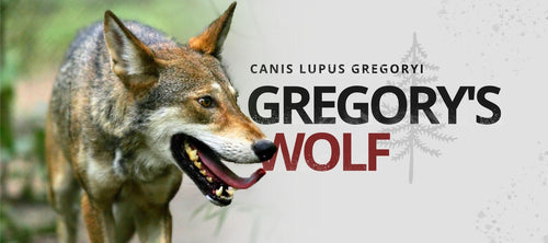 gregory's wolf