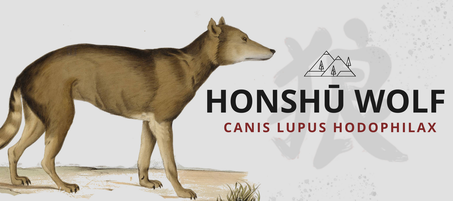 honshu wolf