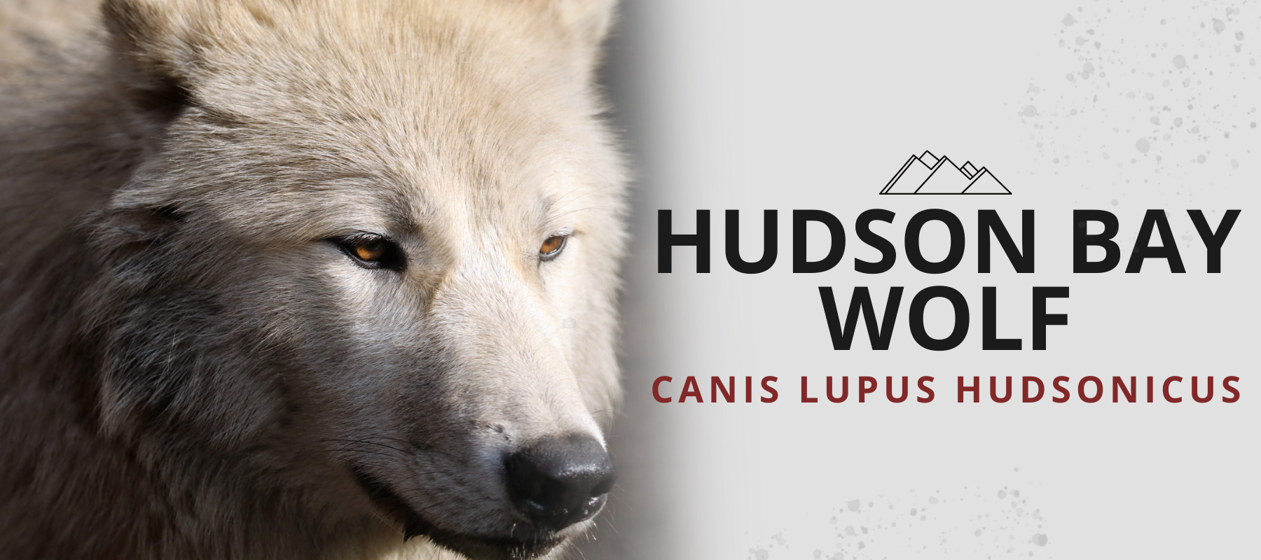 hudson bay wolf