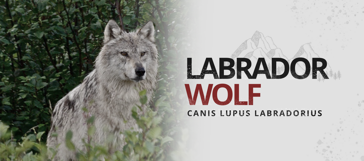 Labard Wolves The Labrador Wolf | Wolf Stuff