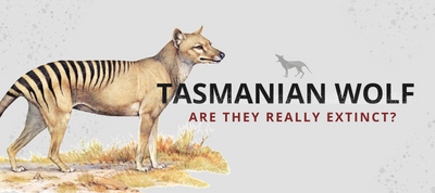 THE TASMANIAN WOLF