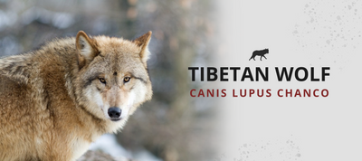 TIBETAN WOLF
