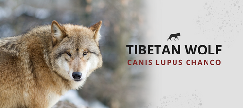 tibetan wolf