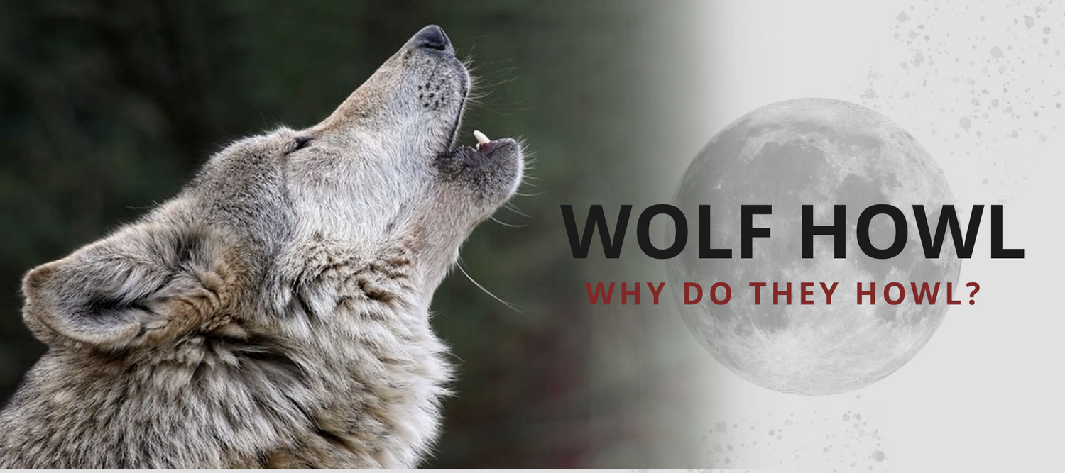 what does it mean when a wolf howl?