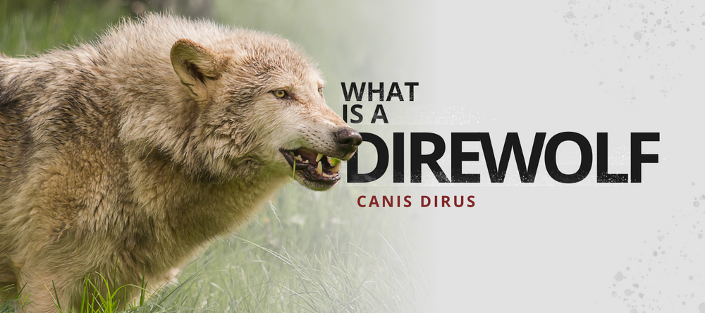 What is a direwolf? | Wolf Stuff