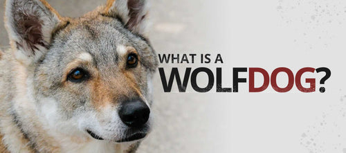 what is a wolf dog