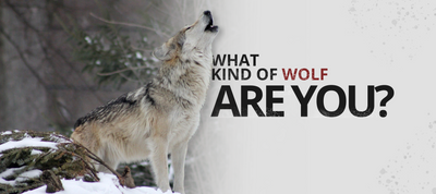 WHAT WOLF ARE YOU?