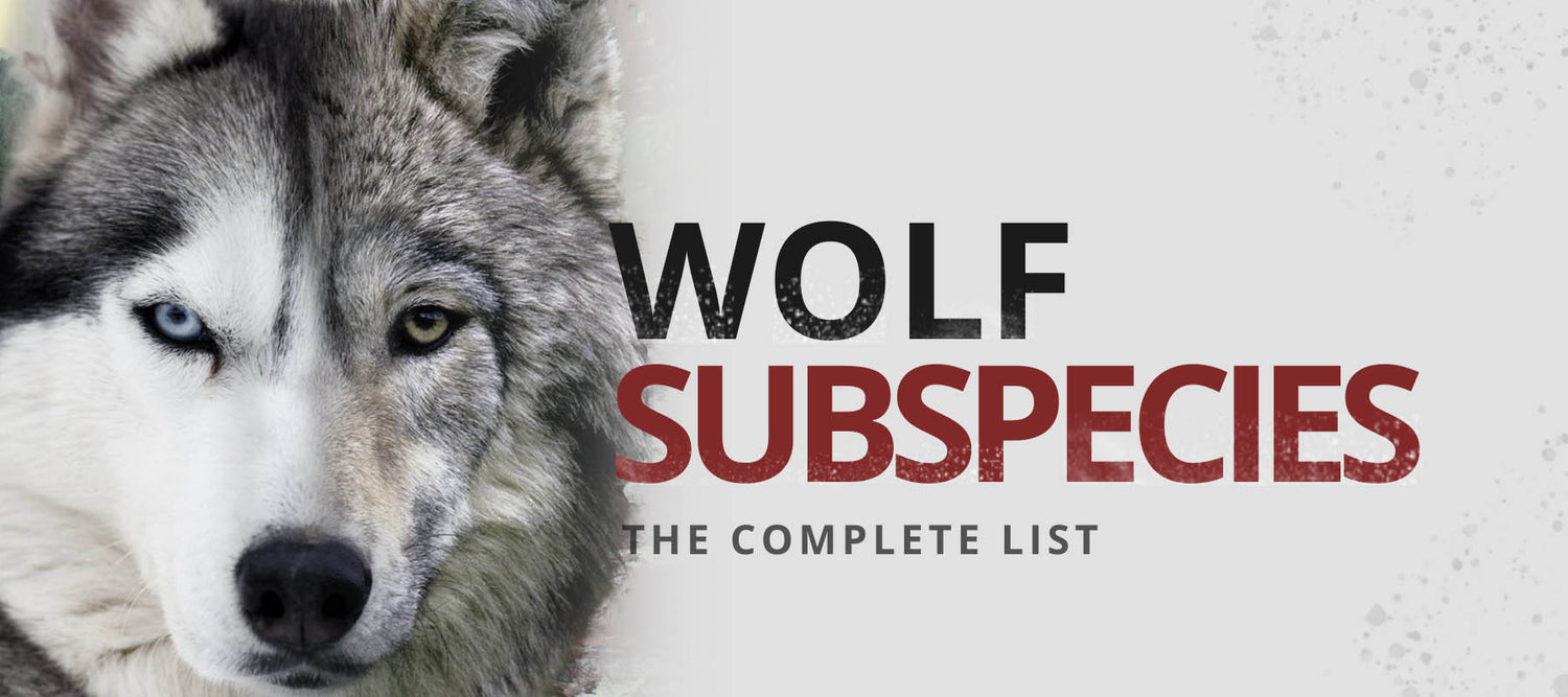 wolf subspecies