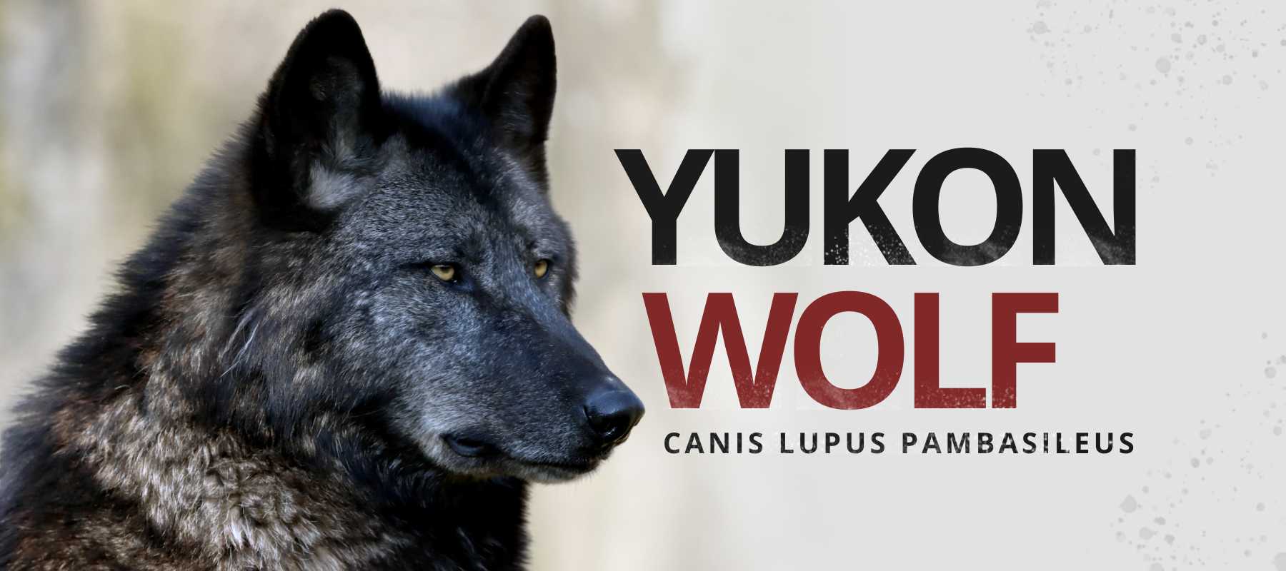 Yukon Black Wolf