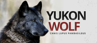 YUKON WOLF