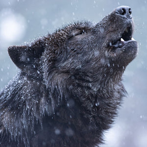 howling black wolf